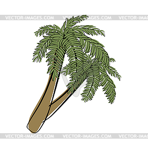 Doodle Sketch Palm Tree - vector image