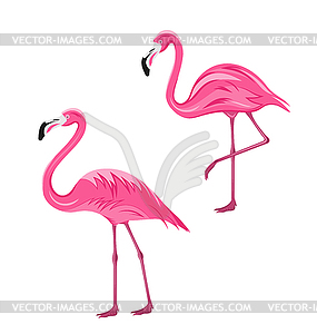 Couple Pink Flamingos - color vector clipart