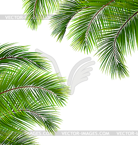 Exotic Frame with Palm Leaves. Place for Your Text - vector image