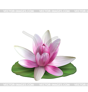 Water Lily, Nenuphar, Spatter-dock, Pink Lotus on - vector clip art