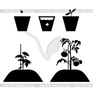 Growing tomato of seed to fruiting - vector image