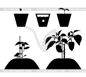 Growing pepper of seed to fruiting - vector clipart