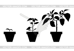 Growing peppers in pots set - vector clipart