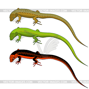 Set of colored lizard  isolated on white background - vector clip art