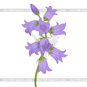 Flowers lilac bells . - vector clip art