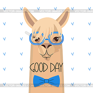 Head of lama with bang in blue glasses and bow . ill - vector image