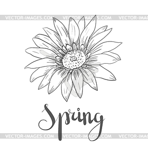 Pen and ink Gerbera Daisy flower - vector clip art