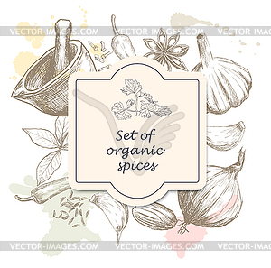 Set of organic spices - vector clipart