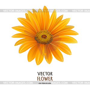 Realistic Gerbera Daisy flower - vector clipart / vector image