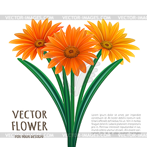 Realistic Gerbera Daisy flower - stock vector clipart