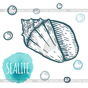 Seashell collection aquatic doodle . Sketch - vector clipart