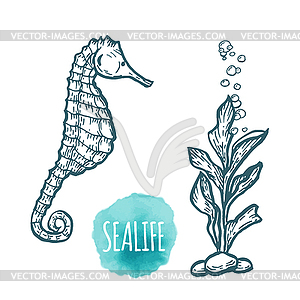 Sea Horse drawing. seafood  - vector clip art