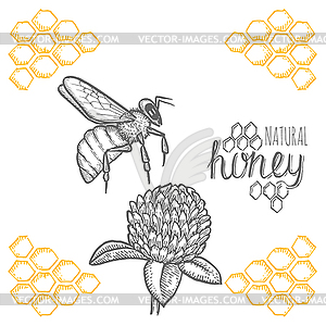 Bee and clover - vector clip art