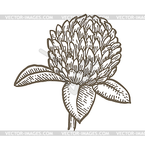 Clover flower . Simple botanical s set. sketch - vector clipart