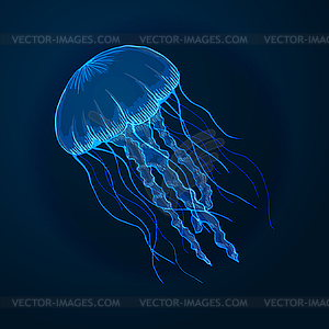 Sketch jellyfish, marine animals - vector image