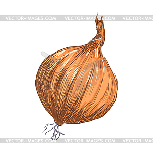 Onion - vector clipart