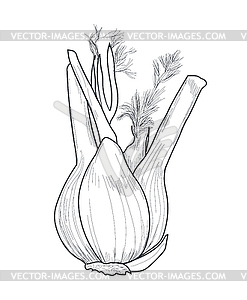 Fennel - vector image