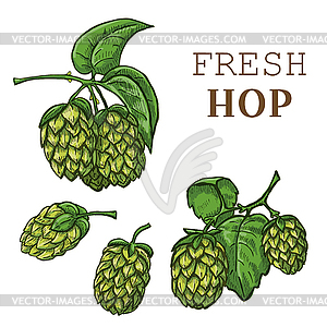 Sketches of hop plant, hop on branch with leaves - vector image