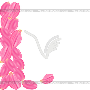 Set pink rose petals. White background - vector EPS clipart