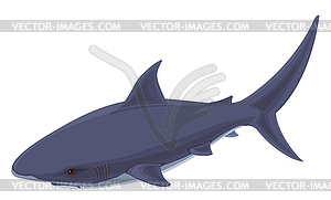 Shark. - vector image