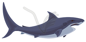 Shark. - vector clipart