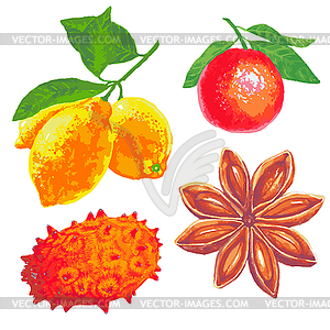 Set of fruits on a white background - vector image