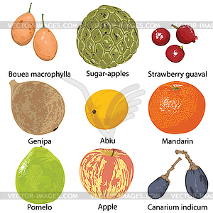 Set of fruits on white background - vector image