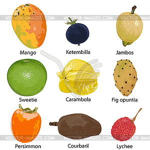 Set of different fruits - vector image