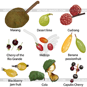Fruit on a white background - vector clipart