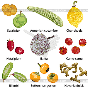Set of fruits on white background - vector clipart