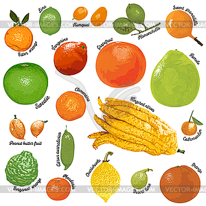 Citrus fruits on white background - vector image