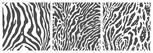 Set of monochrome zebra print backgrounds - vector clip art