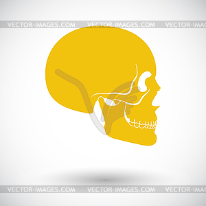 Anotomy skull - vector clipart