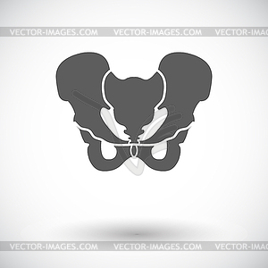 Pelvis - vector image