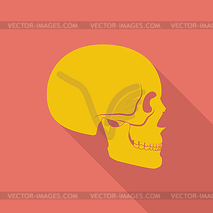 Anotomy skull - vector clipart