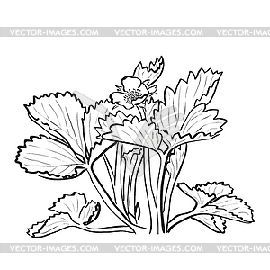 Sketch strawberry bush with flower - royalty-free vector clipart