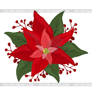 Pointsettia flower with berries - vector image