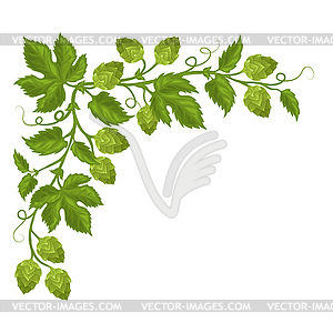 Hops cones and flowers with leaves - vector clip art