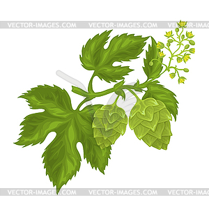 Hops cones and flowers with leaves - vector clipart