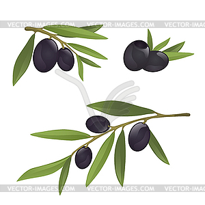 Olive branches with black olives - vector image