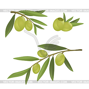 Olive branches with green and black olives - vector EPS clipart