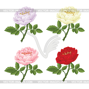 English rose graphic flowers - vector clip art