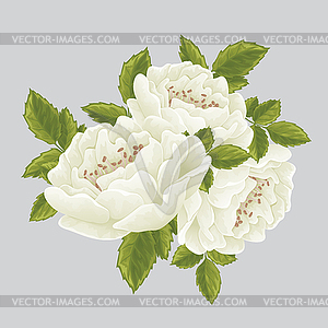 English white rose graphic flowers - royalty-free vector image