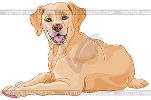 Labrador - vector clipart