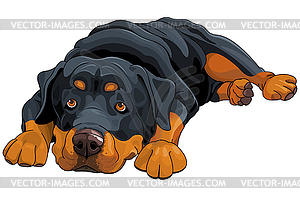 Rottweiler - vector image