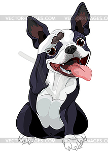 Boston Terrier Salute - royalty-free vector clipart