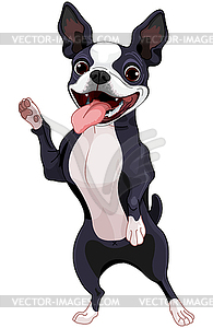 Boston Terrier standing - royalty-free vector image