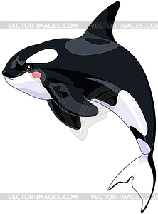 Killer Whale - vector clipart