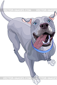 Funny Pit Bull Dog - vector clip art