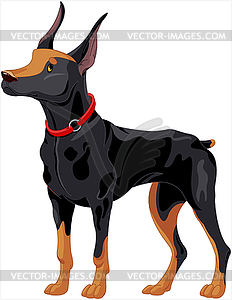 Doberman guard dog - vector clipart